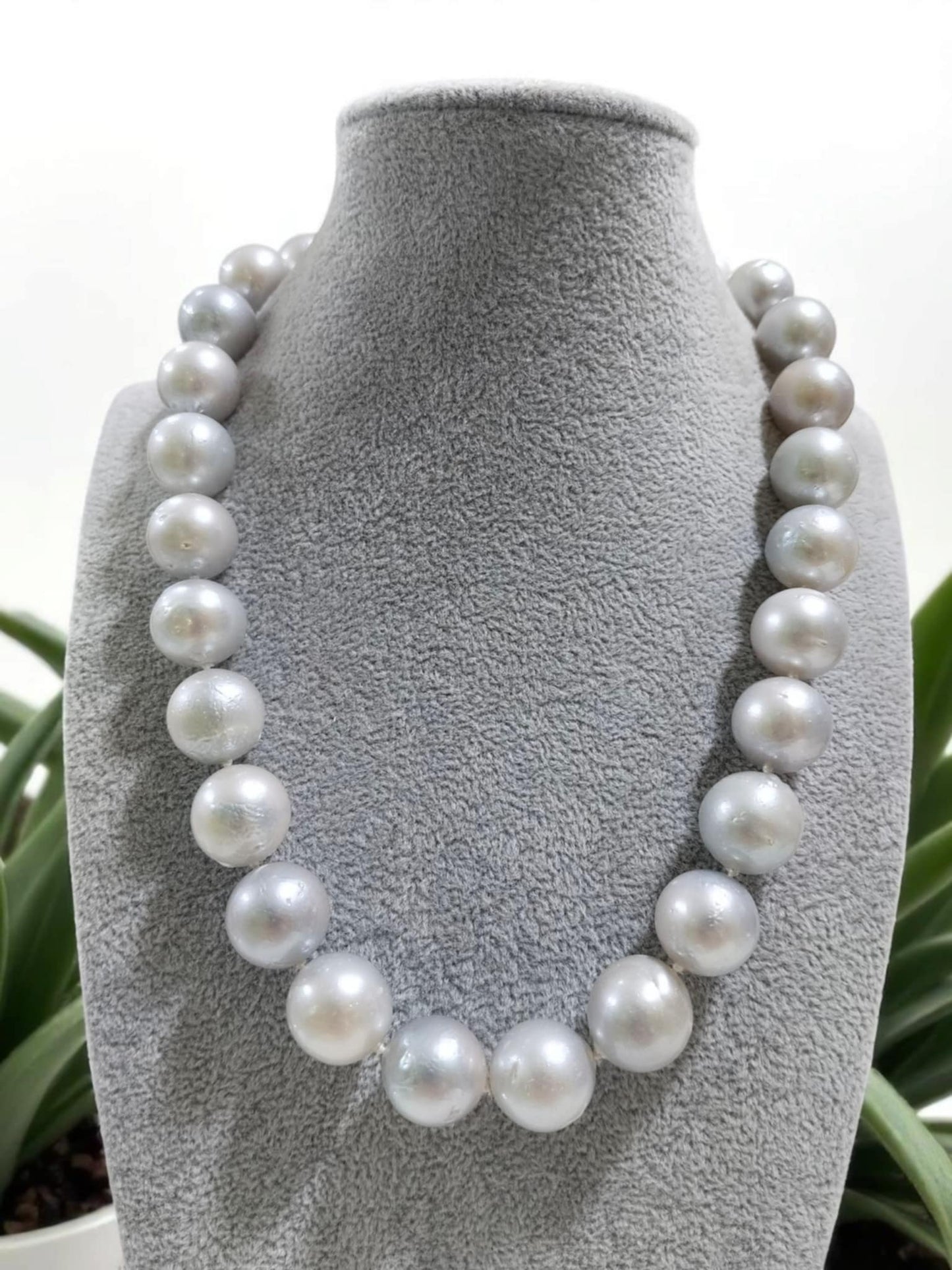 15mm to 16mm Authentic Bluish Gray Color South Sea Pearl Choker Necklace in 5 Micron Settings