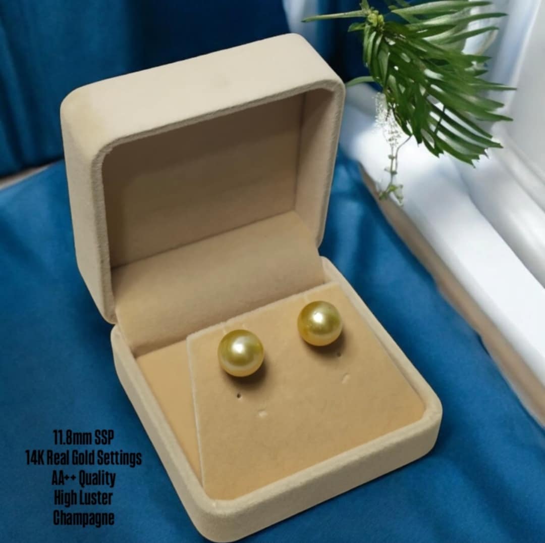New Arrival! 11.8mm Authentic Champagne Color South Sea Pearl Earrings in 14k Real Gold Settings