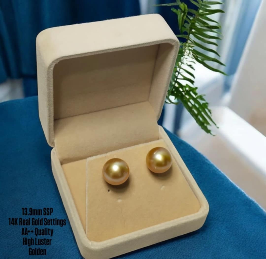 New Arrival! 13.9mm Authentic Golden Color South Sea Pearl Earrings in 14k Real Gold Settings