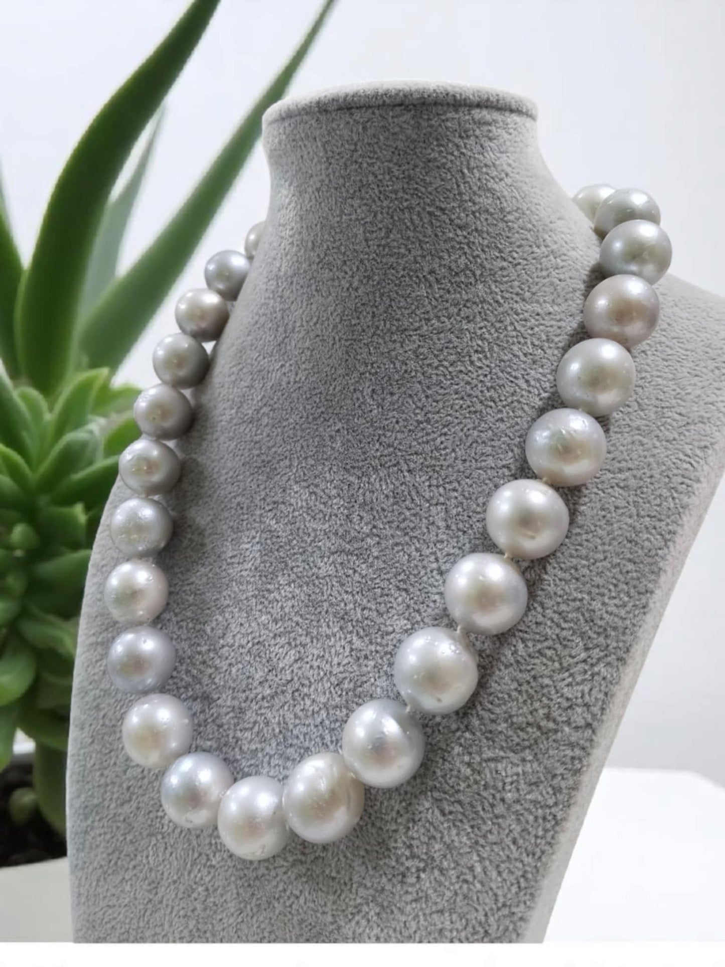 15mm to 16mm Authentic Bluish Gray Color South Sea Pearl Choker Necklace in 5 Micron Settings