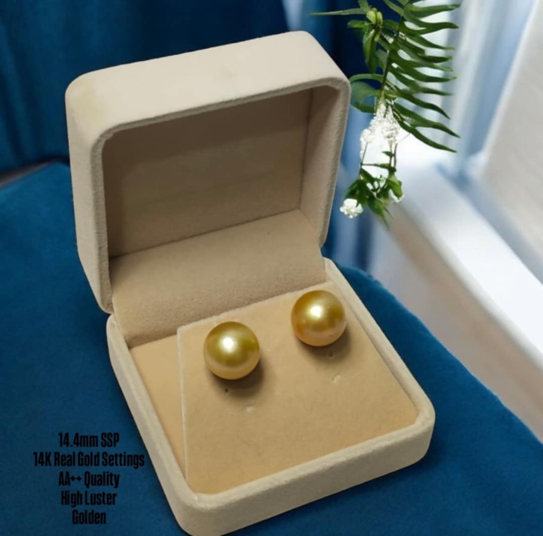 New Arrival! 14.4mm Authentic Golden Color South Sea Pearl Earrings in 14k Real Gold Settings