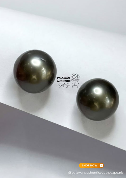 15.2mm Palawan Authentic Tahitian Black Color South Sea Pearl Earrings in 14k Real Gold Settings