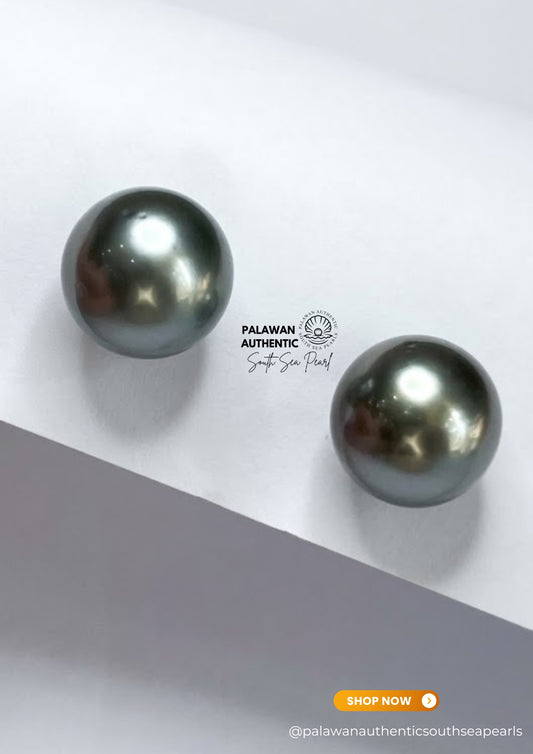14mm Palawan Authentic Tahitian Black Color South Sea Pearl Earring in 14k Real Gold Settings
