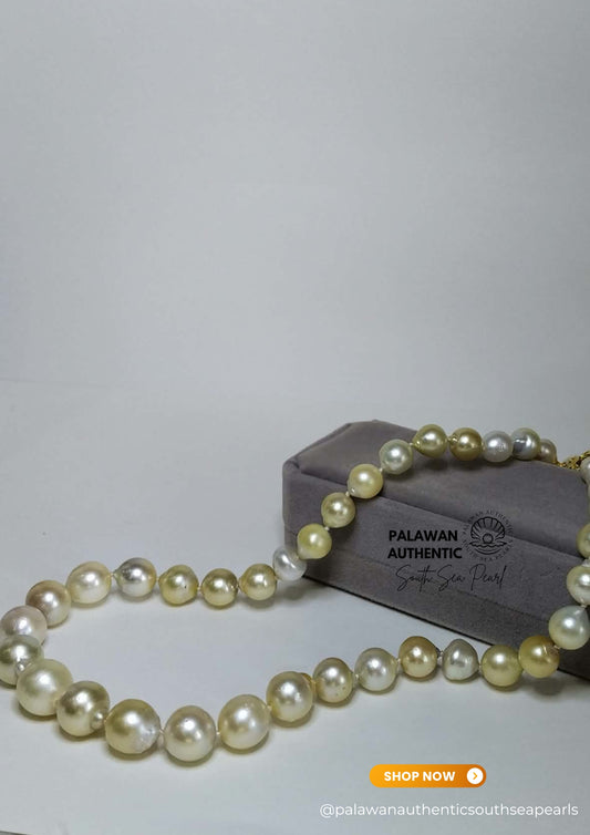 9 to 14mm Palawan Authentic Light Champagne South Sea Pearl Choker in 5 Micron Lock Setting.