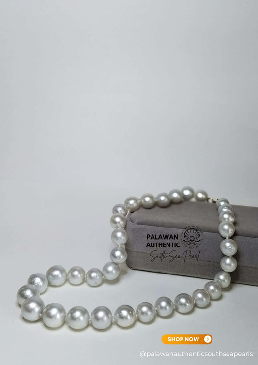 10 to 13.9mm Palawan Authentic Silver White Color South Sea Pearl Choker in 14K Real Gold Lock Settings