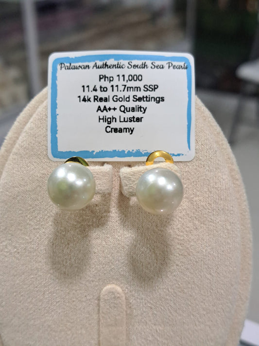 11.7mm Creamy South Sea Pearls Earrings in 14K Gold