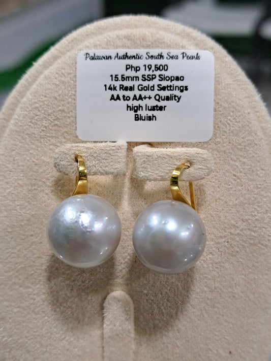 15.5mm Bluish South Sea Pearls Earrings in 14K Gold