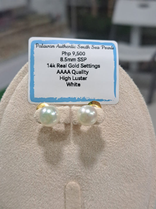 8.5mm White South Sea Pearls Earrings in 14K Gold