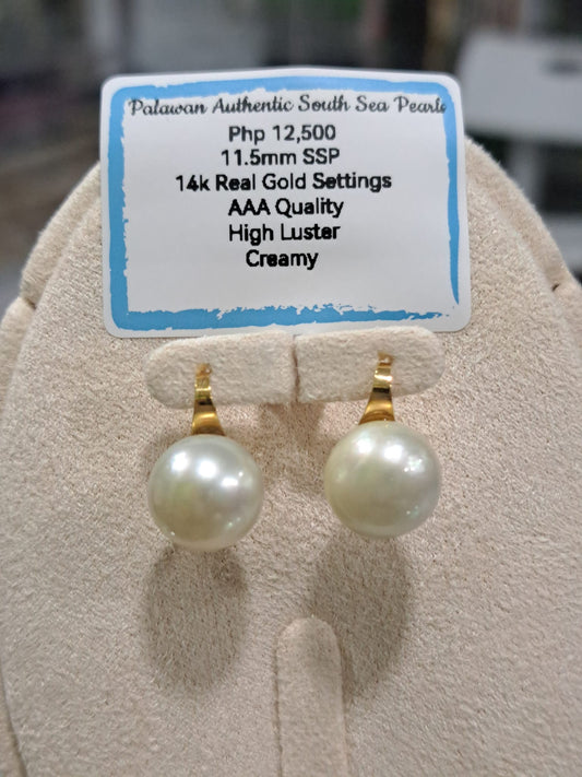 11.5mm Creamy South Sea Pearls Earrings in 14K Gold