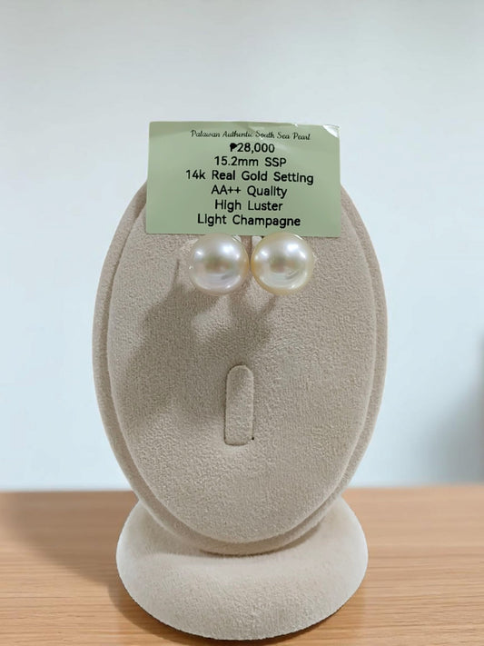 New Arrival! 15.2mm Authentic Light Champagne South Sea Pearls Earrings in 14K Gold Settings