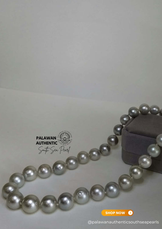 11.2mm to 13.8mm Palawan Authentic Silver Gray Color South Sea Pearl Choker in 5 Micron Lock Settings