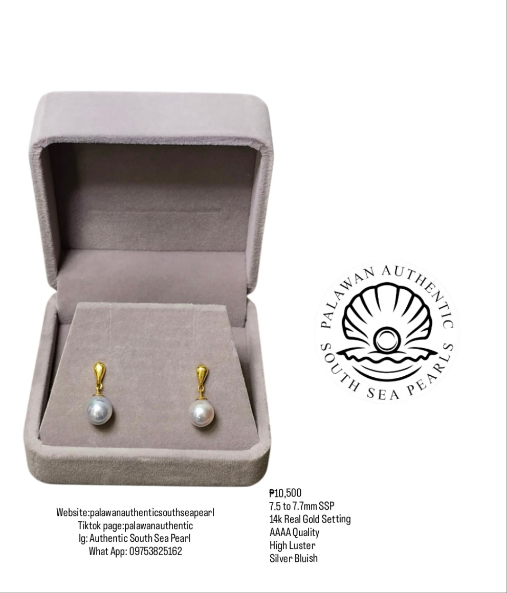 New Arrival! 7.5 to 7.7mm Authentic Silver Bluish Color South Sea Pearl Earring in 14k Real Gold Setting