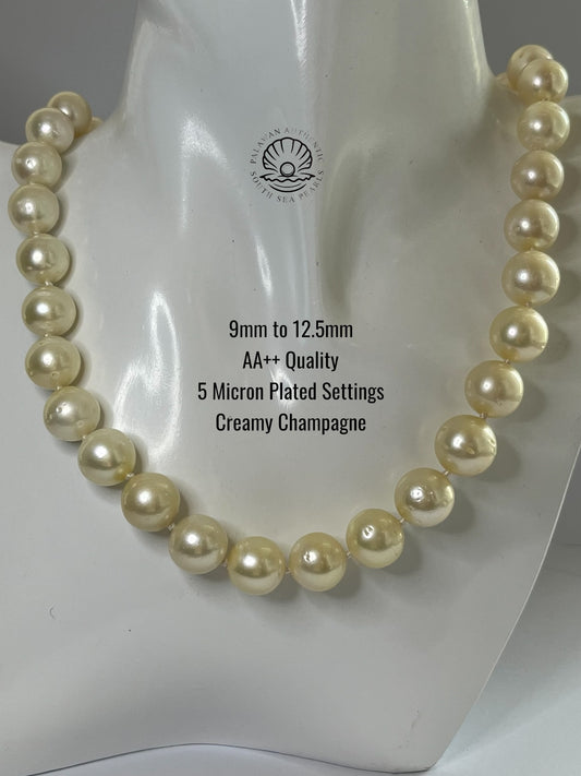 9 to 12.5mm Palawan Authentic Creamy Champagne Color South Sea Pearl Choker in 5 Micron Lock Settings