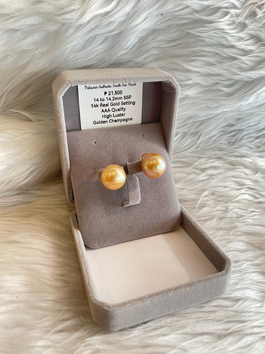 14mm to 14.2mm Authentic Golden Champagne South Sea Pearl Earrings in 14k Real Gold Settings
