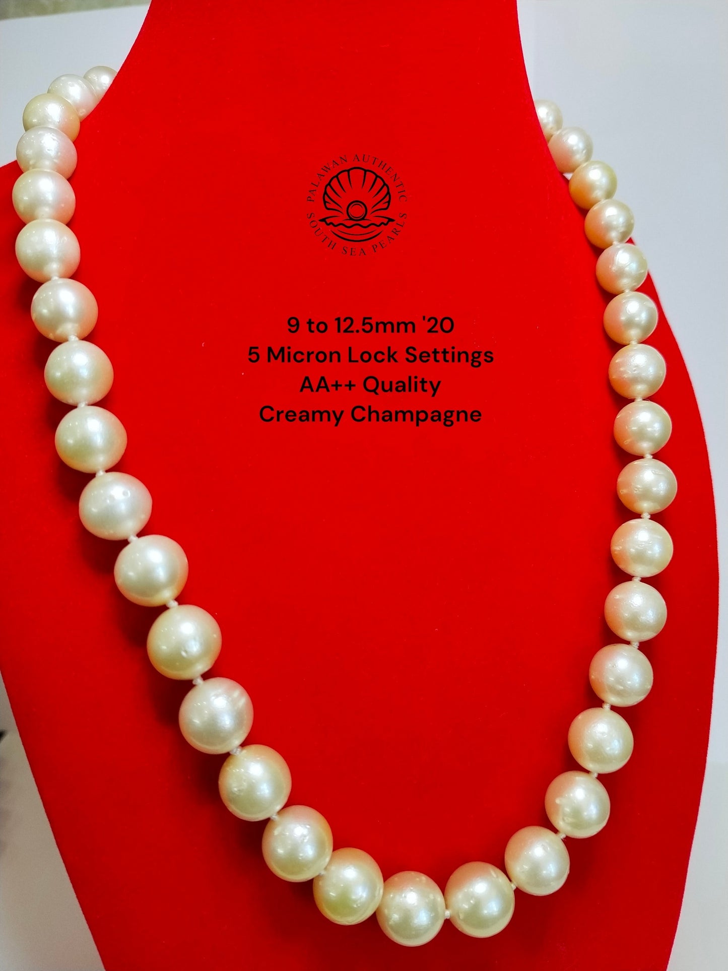 9 to 12.5mm Palawan Authentic Creamy Champagne Color South Sea Pearl Choker in 5 Micron Lock Settings