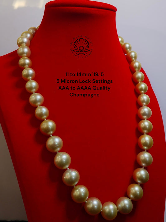 11 to 14mm Palawan Authentic Champagne Color South Sea Pearl Choker in 5 Micron Lock Settings