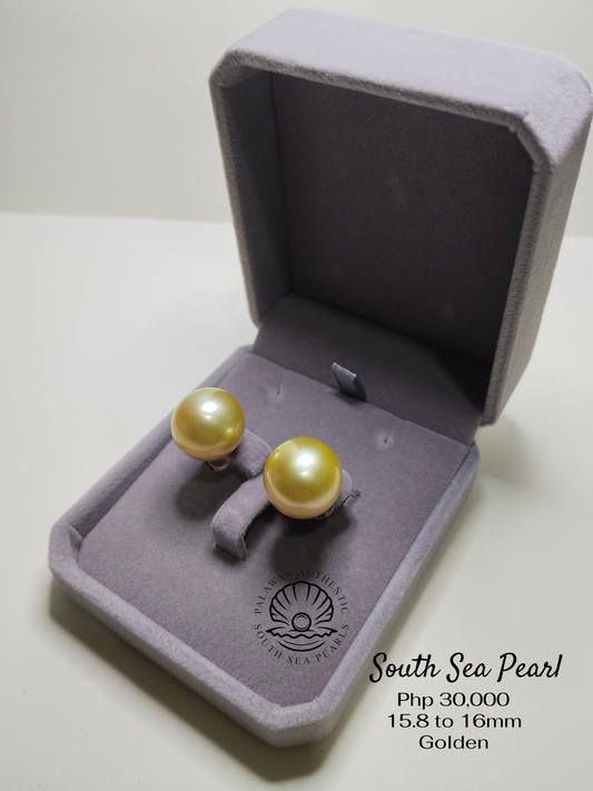 15.8 to 16mm Palawan Authentic Golden South Sea Pearl Earrings in Stainless Settings