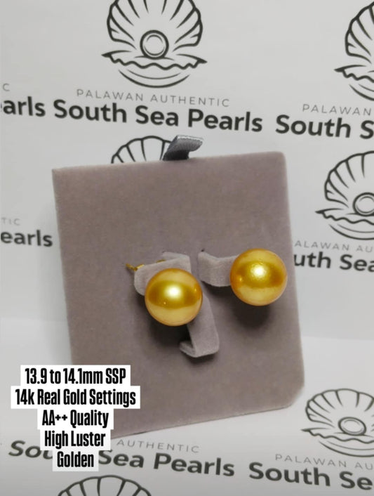New Arrival! 13.9mm to 14.1mm Authentic Golden Color South Sea Pearl Earrings in 14k Real Gold Settings