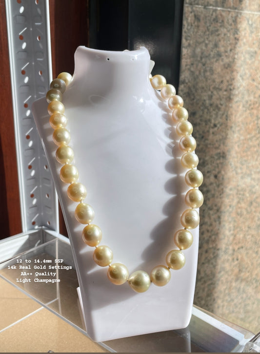 New Arrival! 12 to 14.4mm Authentic Light Champagne Color South Sea Pearl Chocker in 14k Real Gold Settings