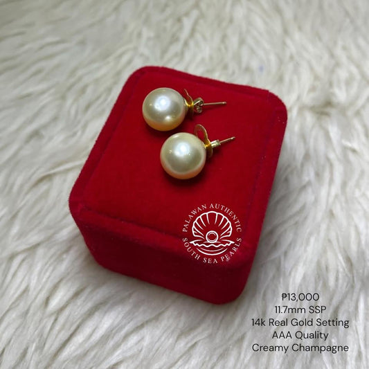 New Arrival! 11.7mm Palawan Authentic Champagne Color South Sea Pearls Earrings in 14K Gold